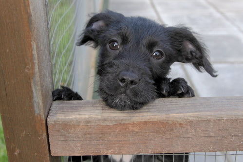 Dog Adoption - Expert Advice From Leading UK Dogs Homes