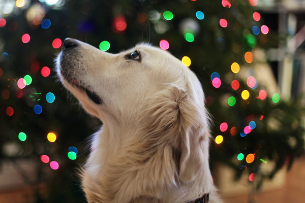 The ultimate guide to the best dog-themed stocking fillers for Christmas 2021