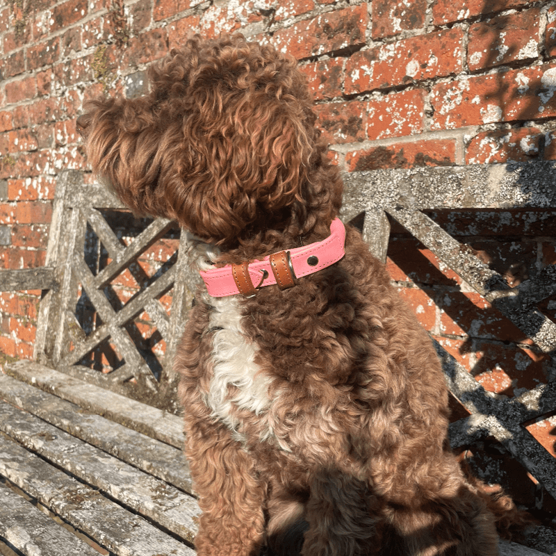 Collar Pink Rolled Leather Dog Collar