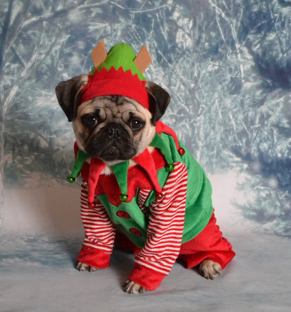 5 Perfect Presents for Pug Dog Lovers