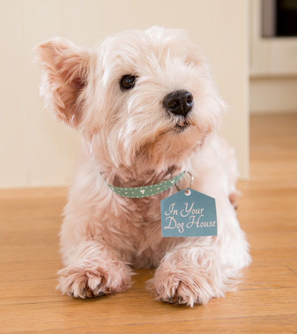 Introducing Rupert the Westie