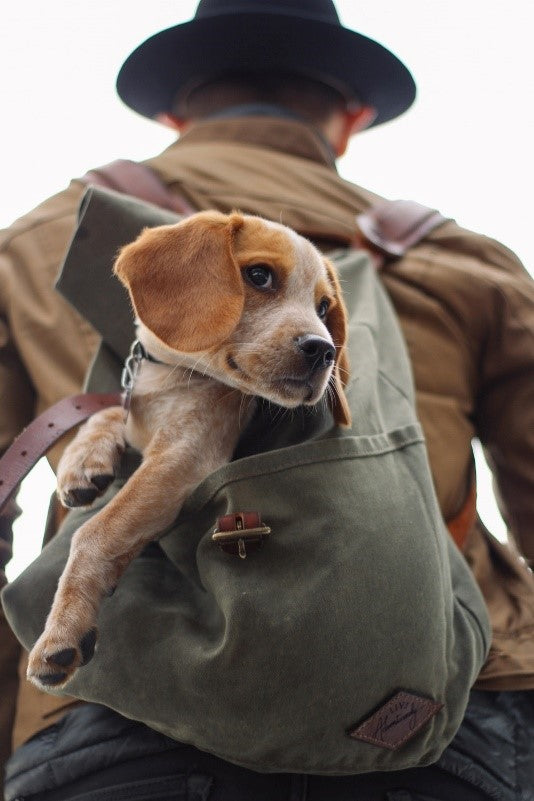 Dog in a backpack ready for walking adventures
