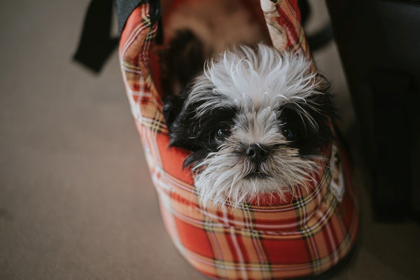 Bags of Gift Ideas for Any Dog-Lover
