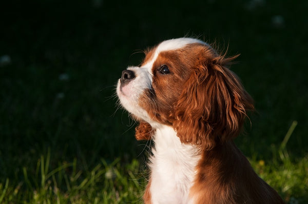 How to Keep your Dog Happy During Coronavirus Lockdown