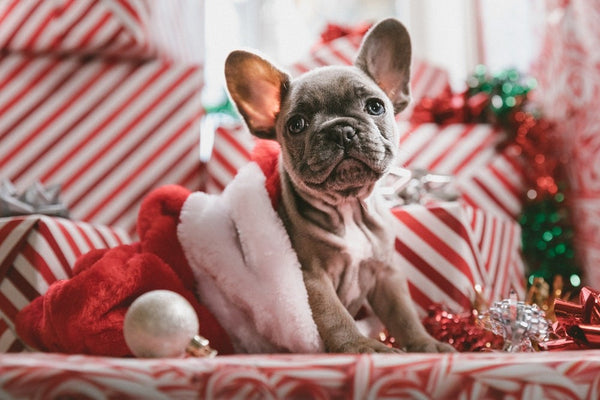 5 Must-Have Christmas Gifts for Dog Lovers