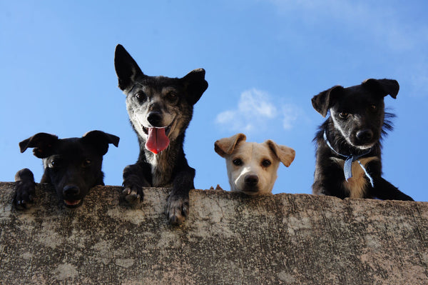 Five Fantastic Online Dog Communities Every Dog Lover Needs to Know About