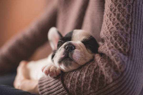 Puppy Petting Day: How Dogs Are Being Used To Relieve Stress