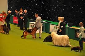 Six Wonderful Reasons Why I Loved Visiting Crufts Dog Show