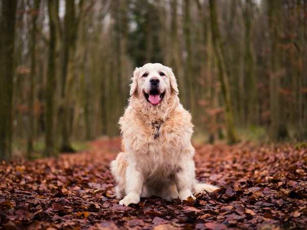 How You Can Organise Your Dog Walk