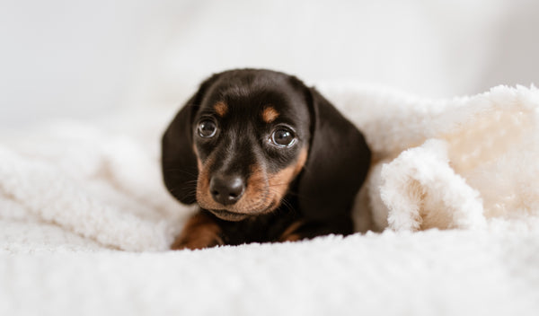 6 Best Dachshund Blogs  - Everything Sausage Dog Lovers Need to Know