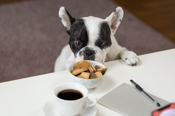 11 Homemade Dog Treats Your Pooch Will Love