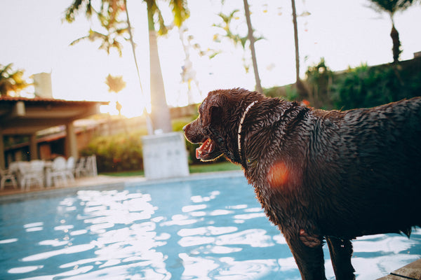 Dog-friendly hotels