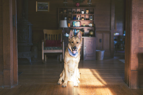 7 Helpful Tips for a Clean Home and Dog