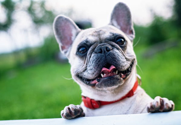 7 Best French Bulldog Resources