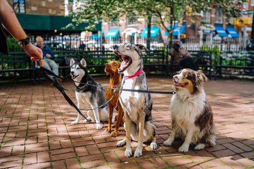 Introducing the Great Dog Walk Together