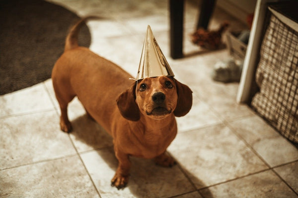 Brown Dachshund with party hat