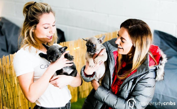 The Backstage of the Puppy Petting Day