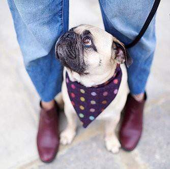 Charlie Bandana