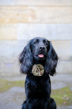 Dog Flowers