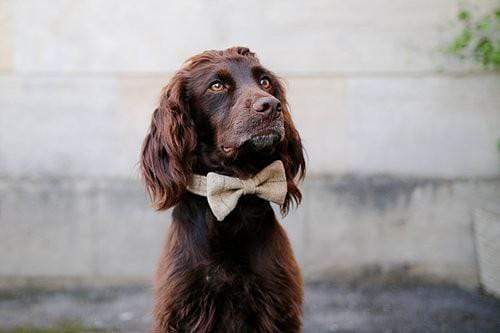 Dog Bow Ties