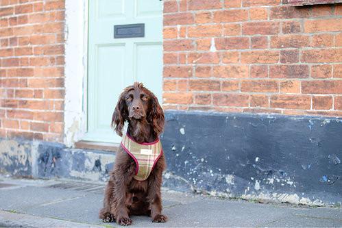 Scooby Dog Harness