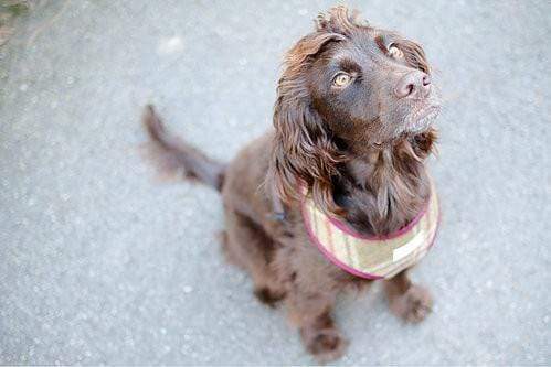 Scooby Dog Harness