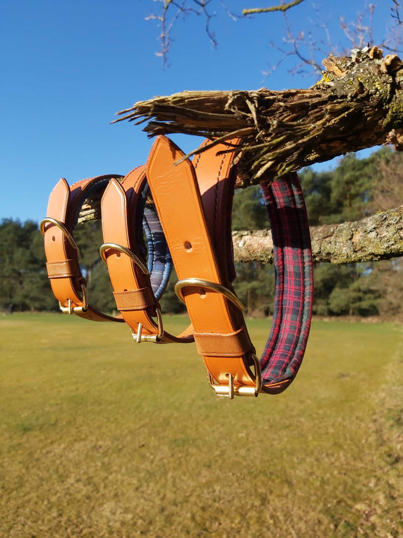 collars Large Holyrood Blue Tartan Leather Dog Collar - 1 1/4 inches wide