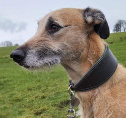 Dog Collar Ancient Douglas Green Tartan Leather Hound Dog Collar