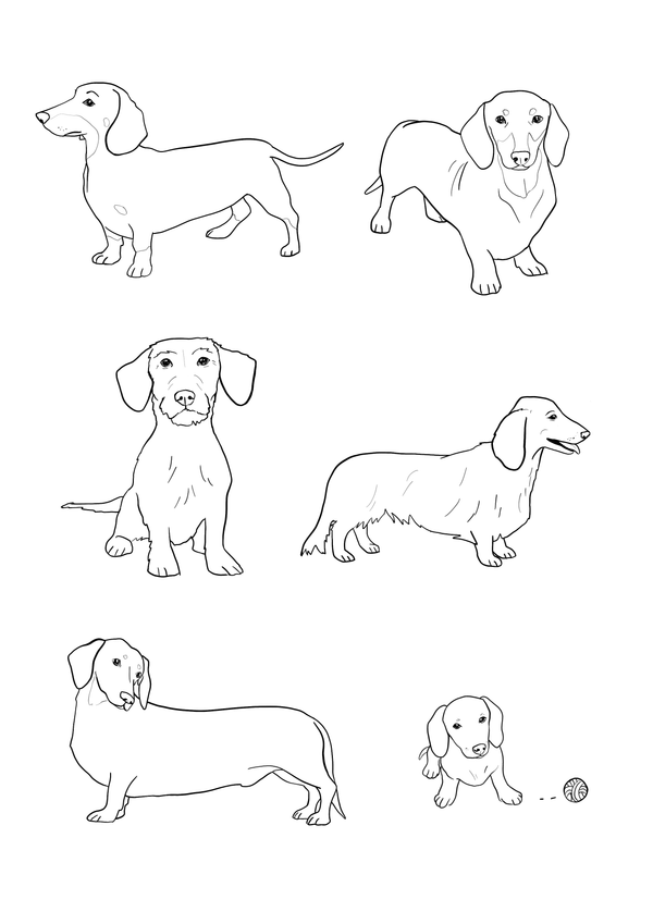 Dachshund Illustration