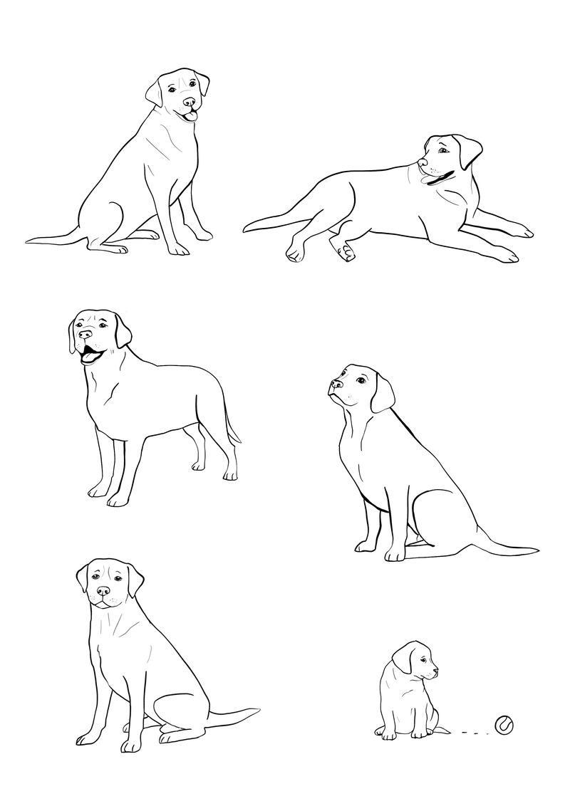 Labrador Illustration