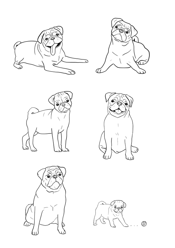 Pug Illustration