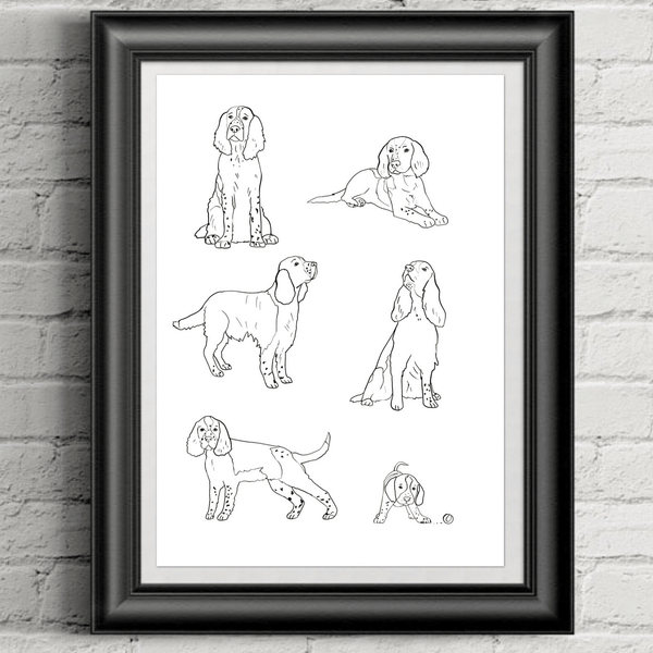 Spaniel Illustration