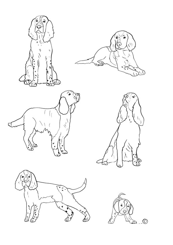 Spaniel Illustration