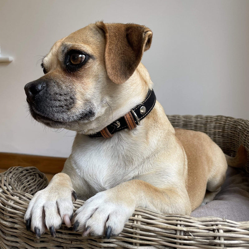 Collar Black Leather Dog Collar