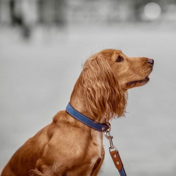 Collar Blue Leather Dog Collar