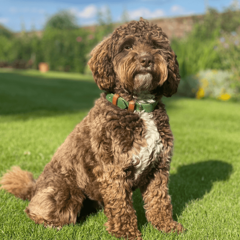 Collar Green Rolled Leather Dog Collar