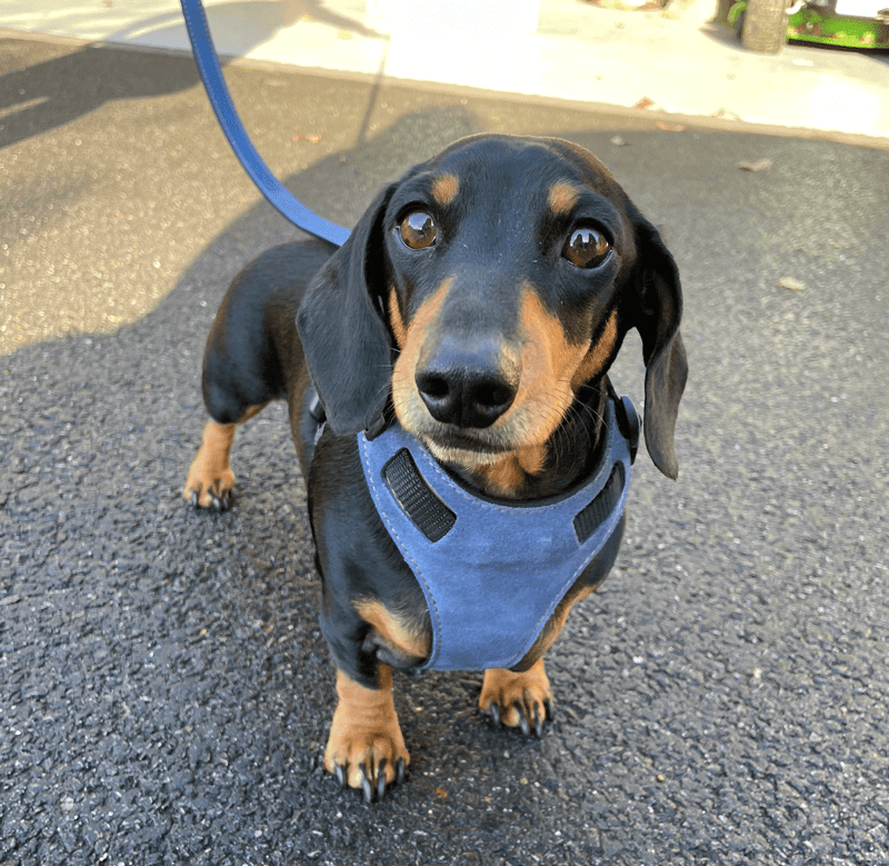 Harness Blue Leather Dog Harness