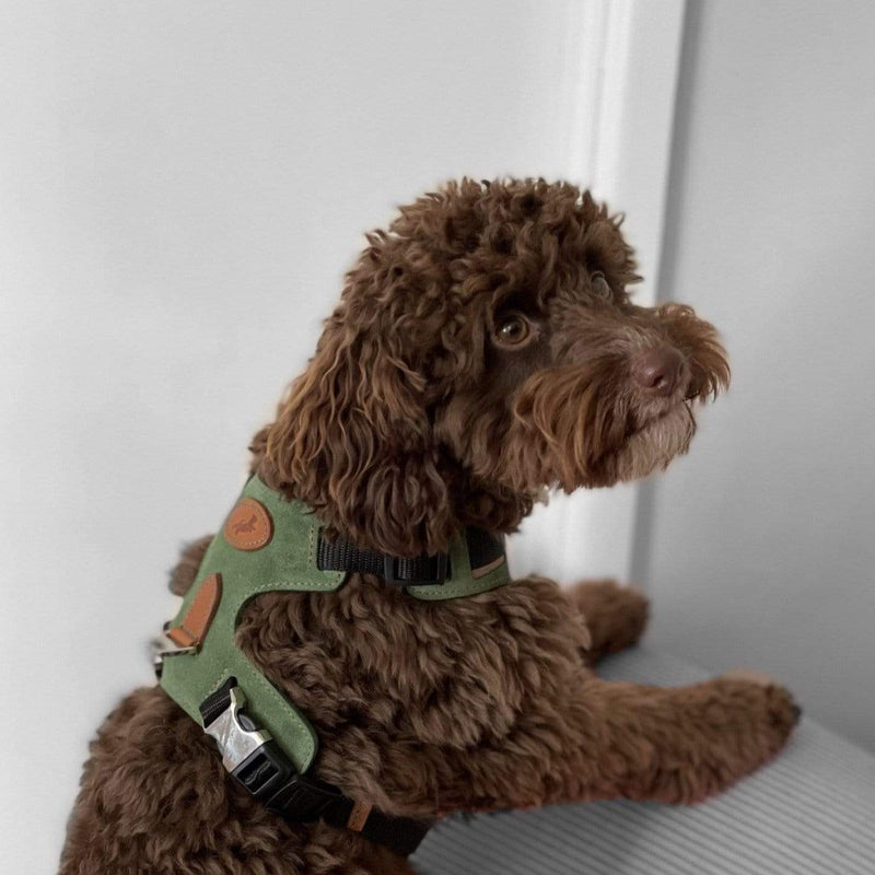 Harness Green Leather Dog Harness
