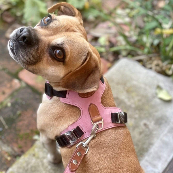 Harness Pink Leather Dog Harness