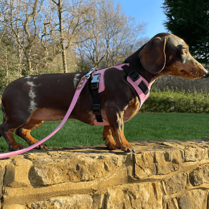 Lead Pink Leather Dog Lead