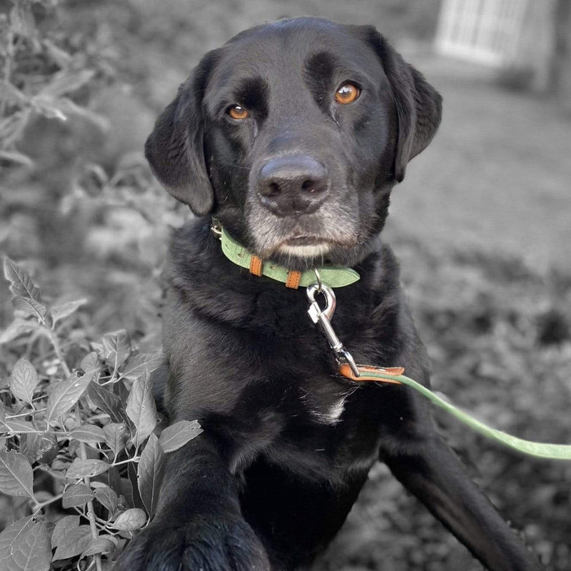Lead Soft Green Leather Dog Lead