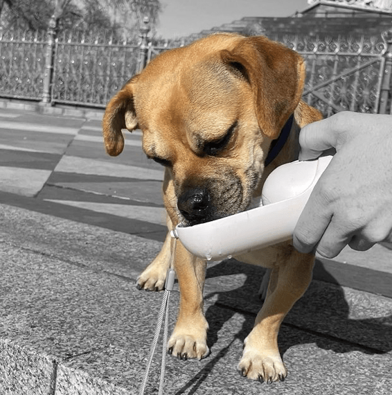 Water Bottle Dog Water Bottle