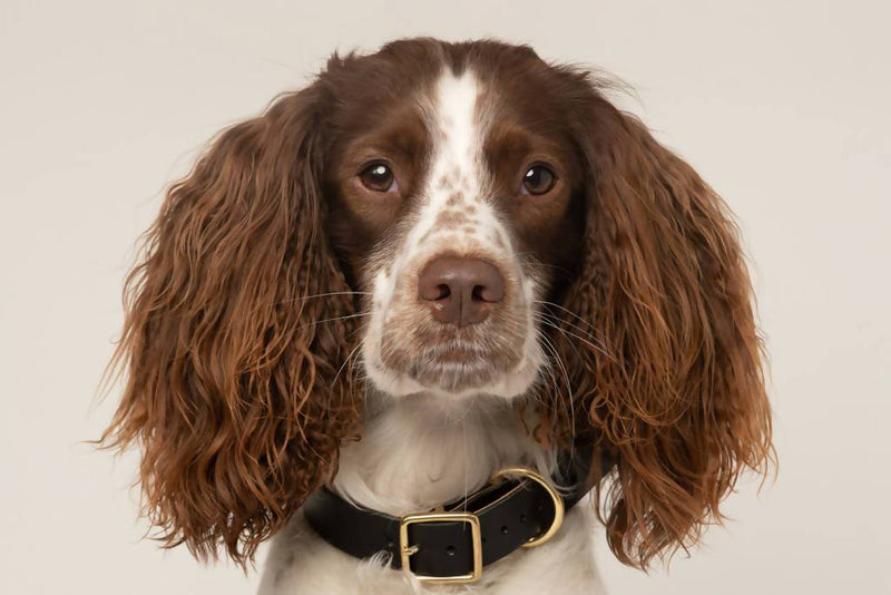 Dog Collar Greige Artisan Collar