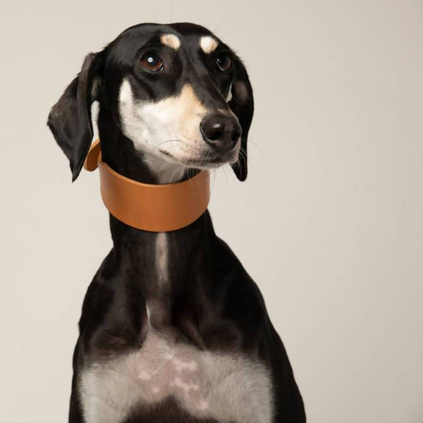 Dog Collar Natural Tan Sighthound collar