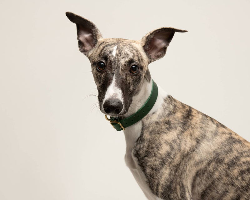 Dog Collar Puppy/sml breed Greige Artisan collar