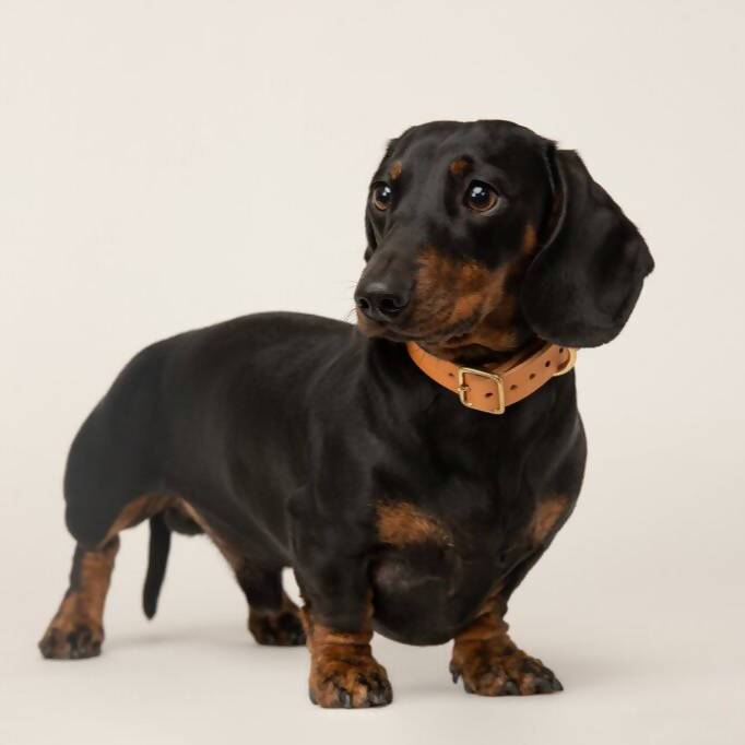 Dog Collar Puppy/sml breed Natural Tan Artisan collar