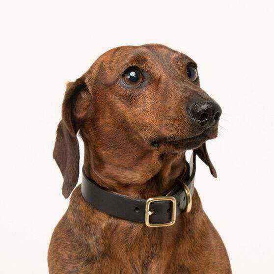 Dog Collar Puppy/sml breed Raven Black Artisan collar