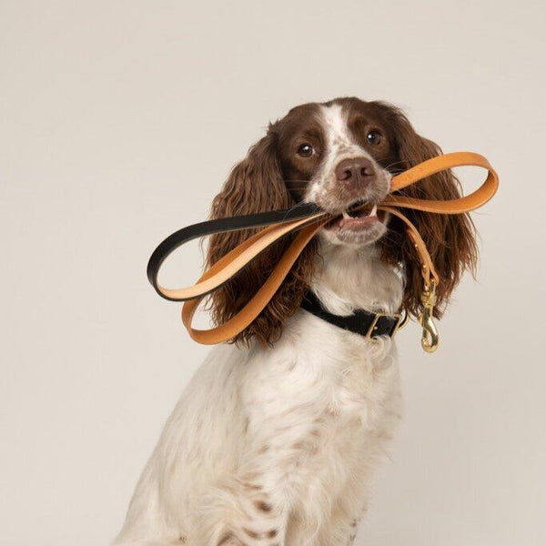 Dog Lead Raven Black and Tan Artisan lead