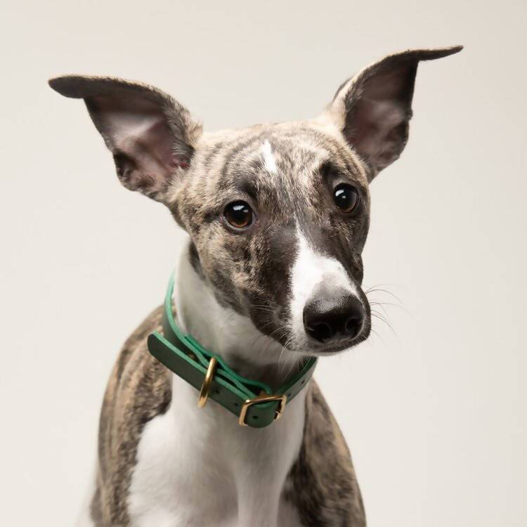 Puppy/sml breed Forest Green Artisan collar