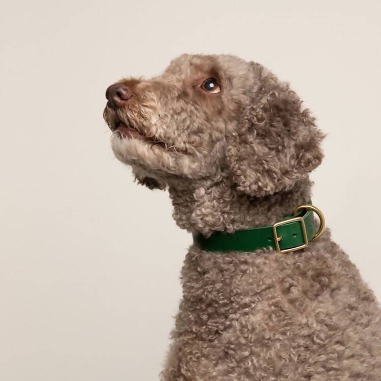 Seldom Found Forest Green Artisan collar
